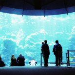 Long Exposure at the San Francisco Aquarium